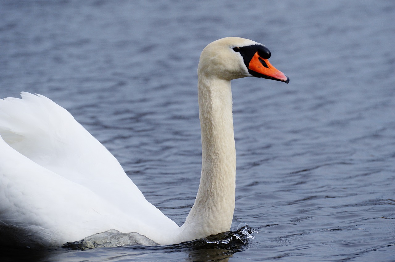 swan water bird animal world free photo