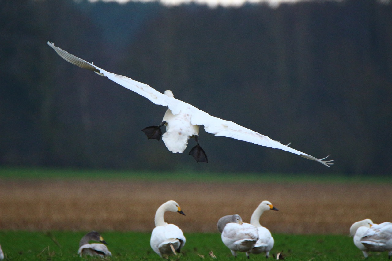 swan whooper swan flight free photo
