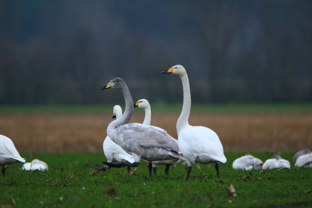swan whooper swan bird free photo