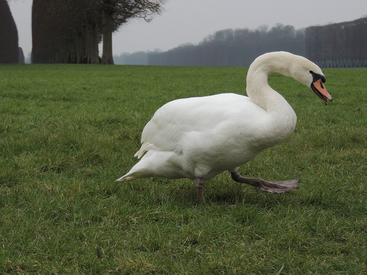 swan grass versailles free photo