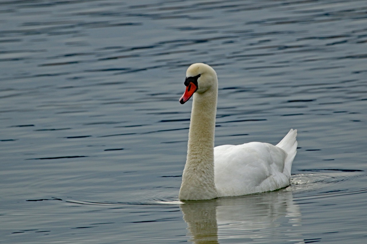 swan water lake free photo