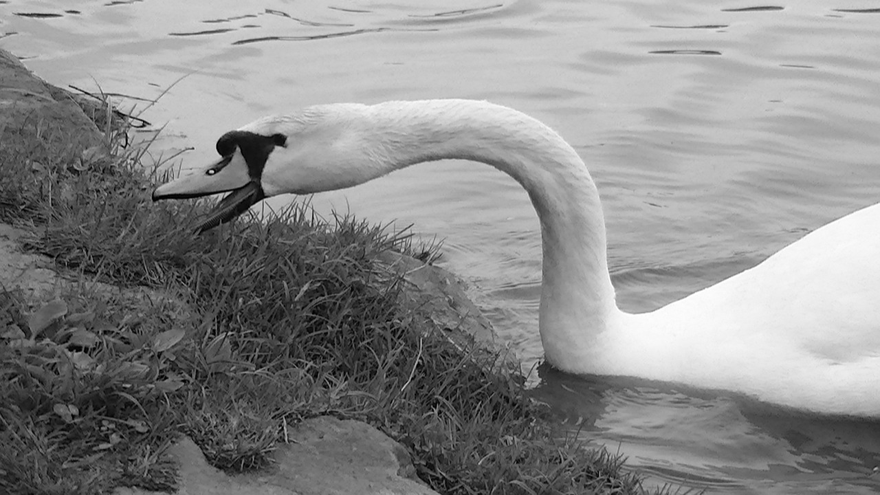 swan waters black and white free photo