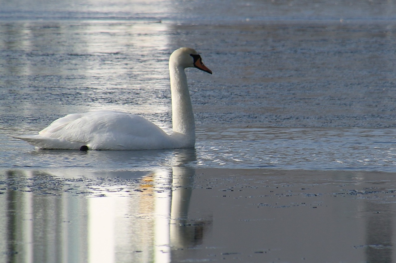 swan winter natural free photo