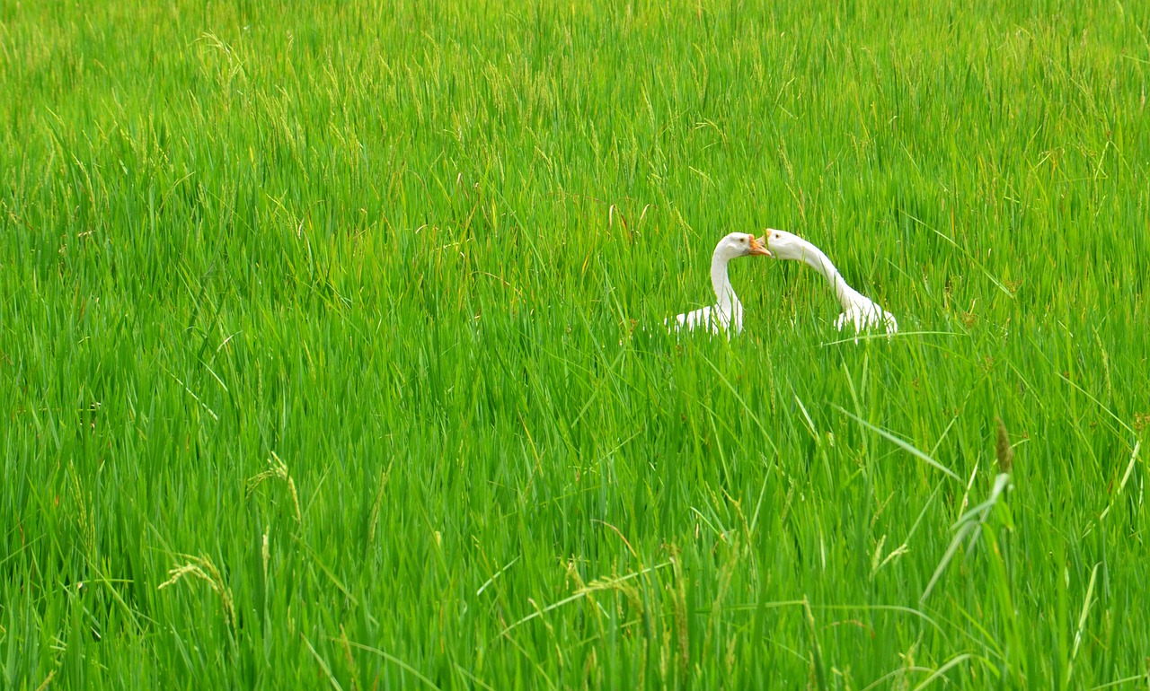 swan rice field couple free photo