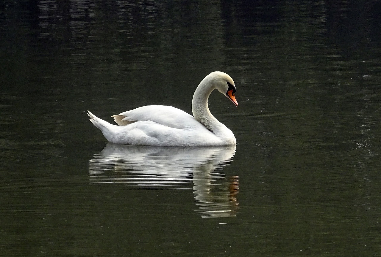 swan bird water free photo