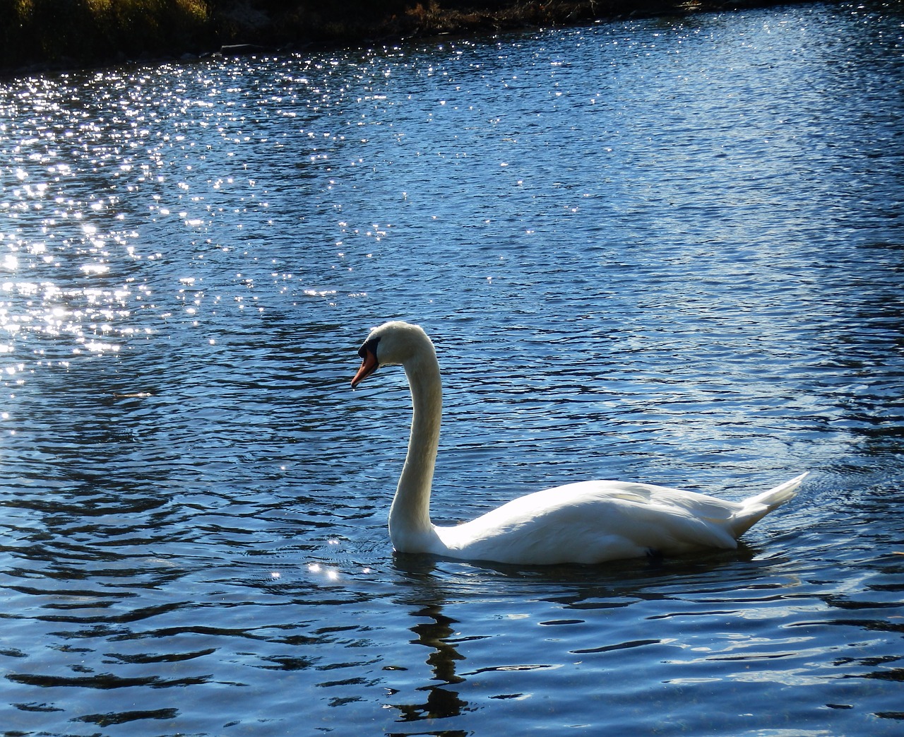 swan lake bird free photo