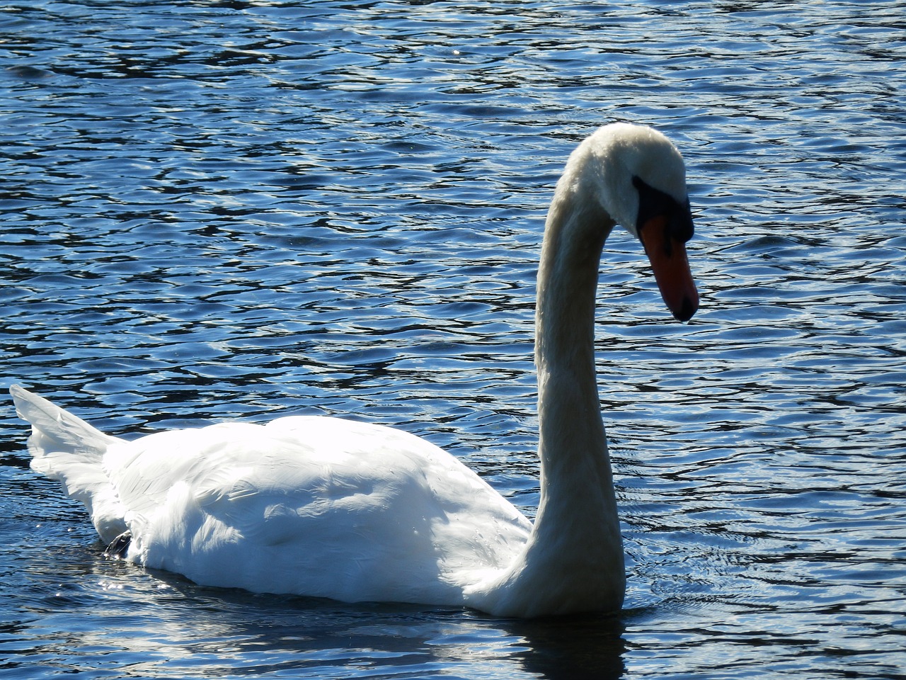 swan bird nature free photo