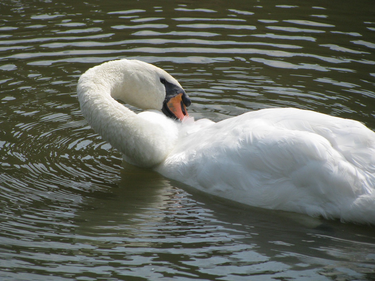 swan white swan feathers free photo