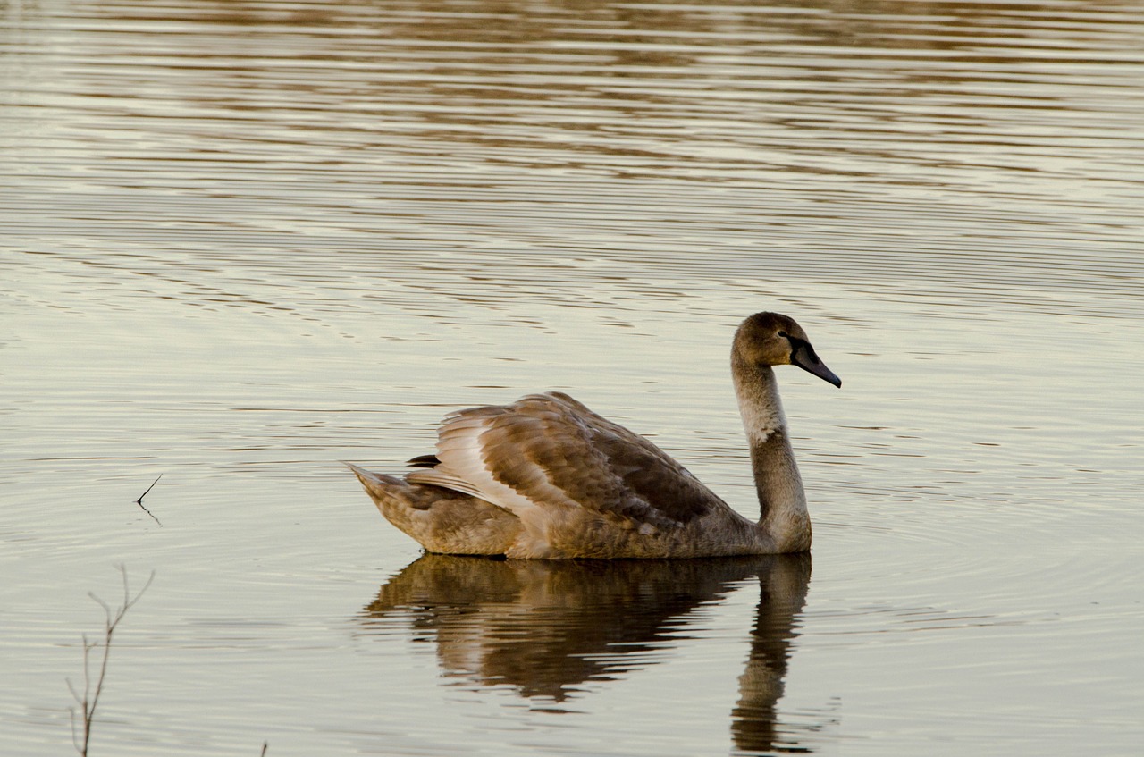 swan animals nature free photo