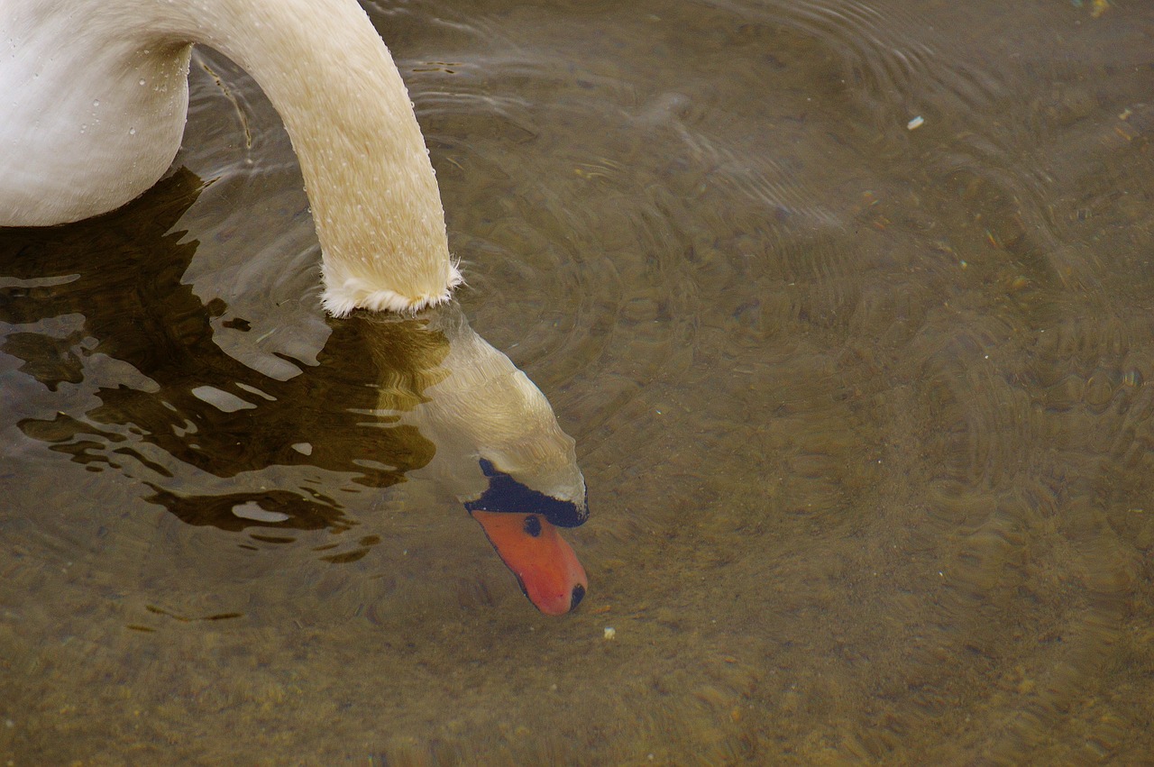 swan water bird underwater free photo