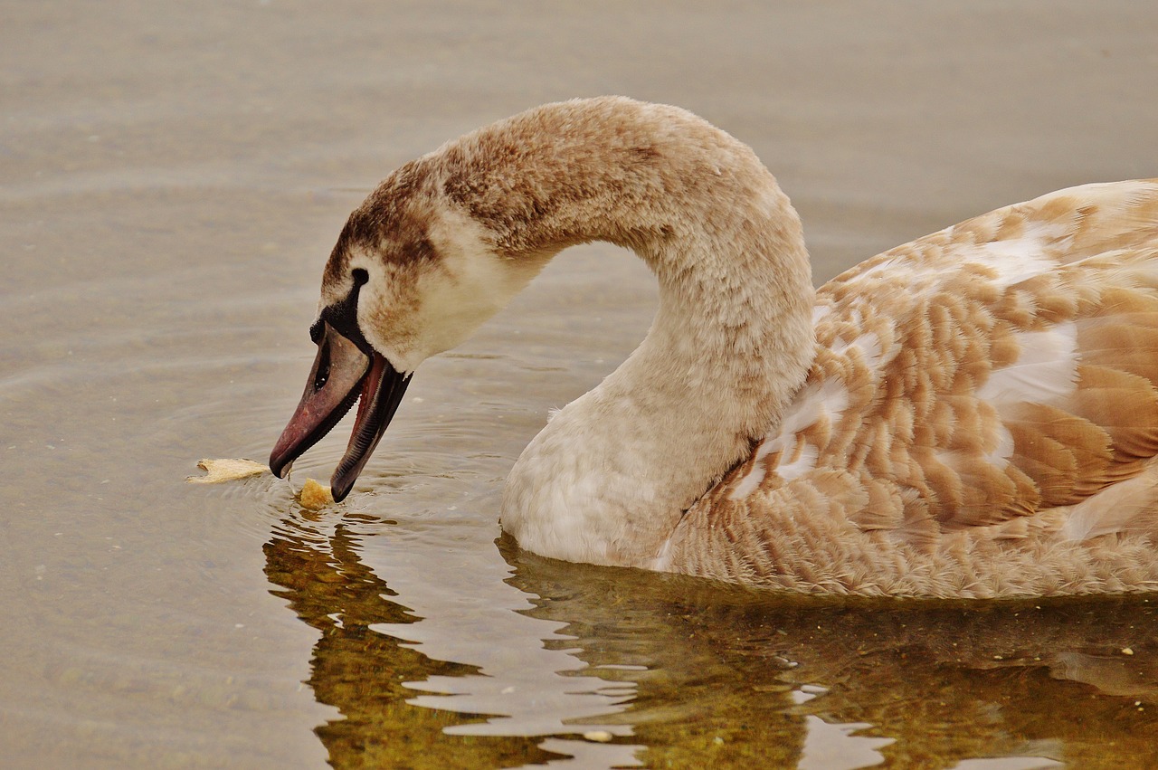 swan water bird eat free photo