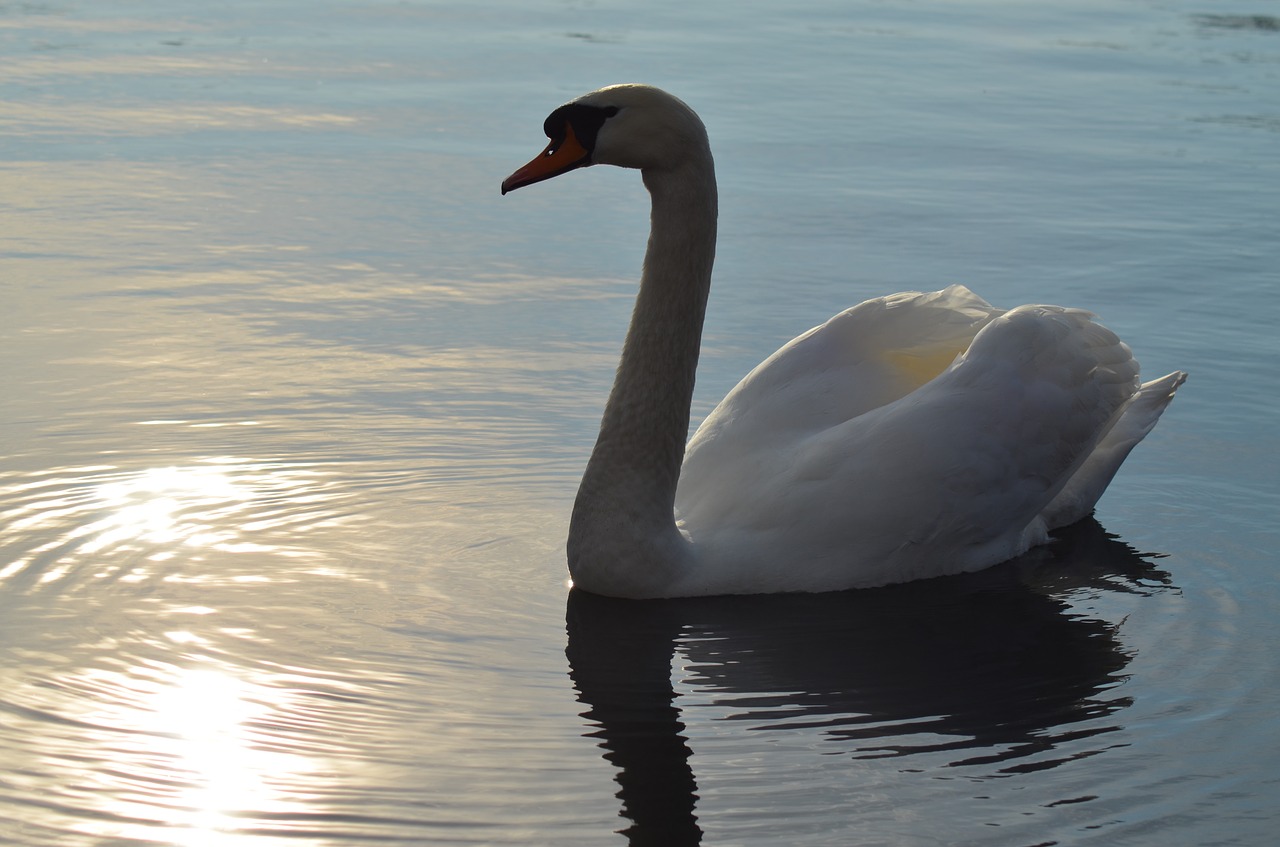 swan lake bird free photo