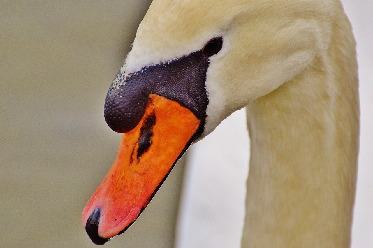 swan water bird animal world free photo