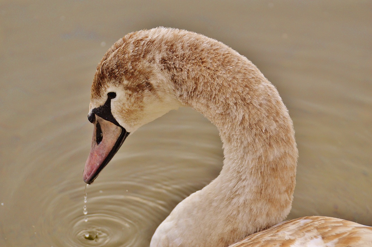swan water bird animal world free photo