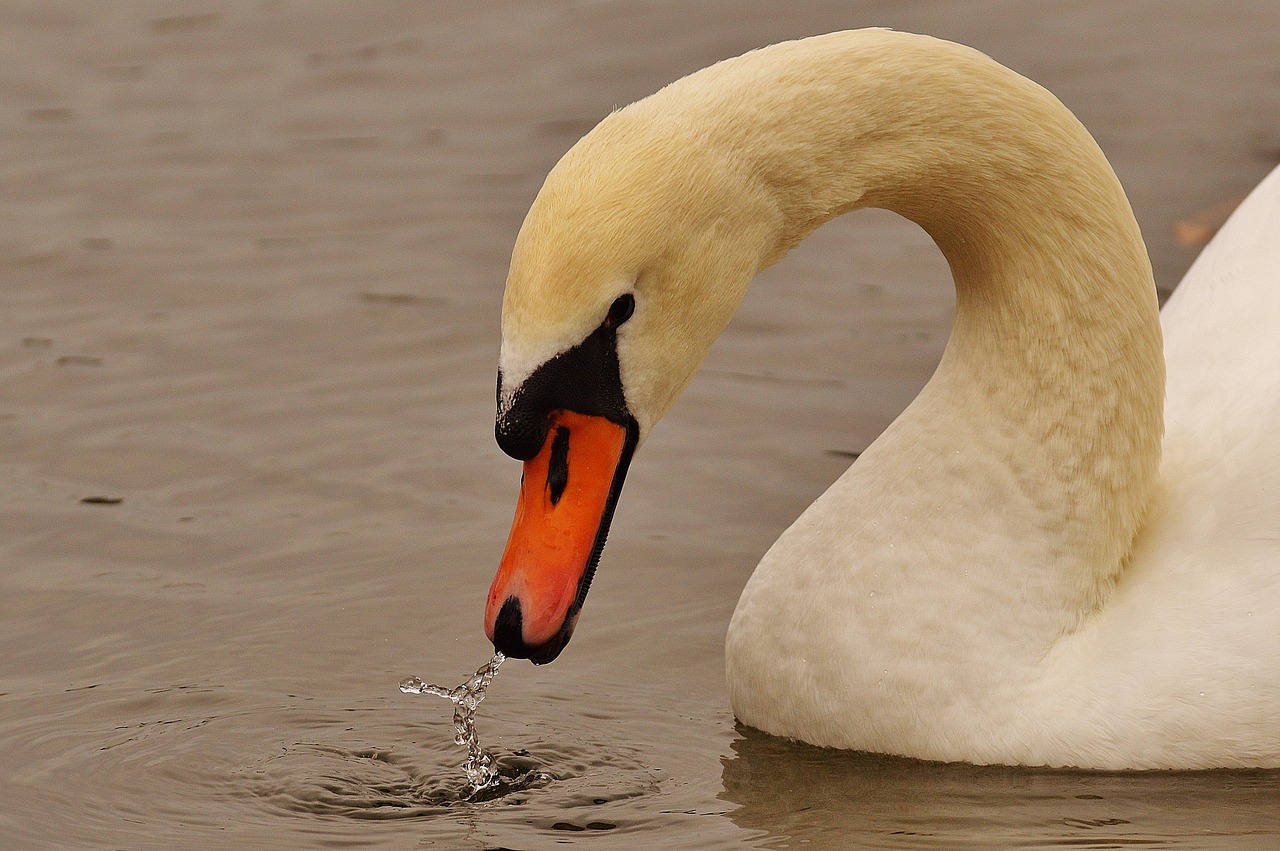 swan water bird animal world free photo