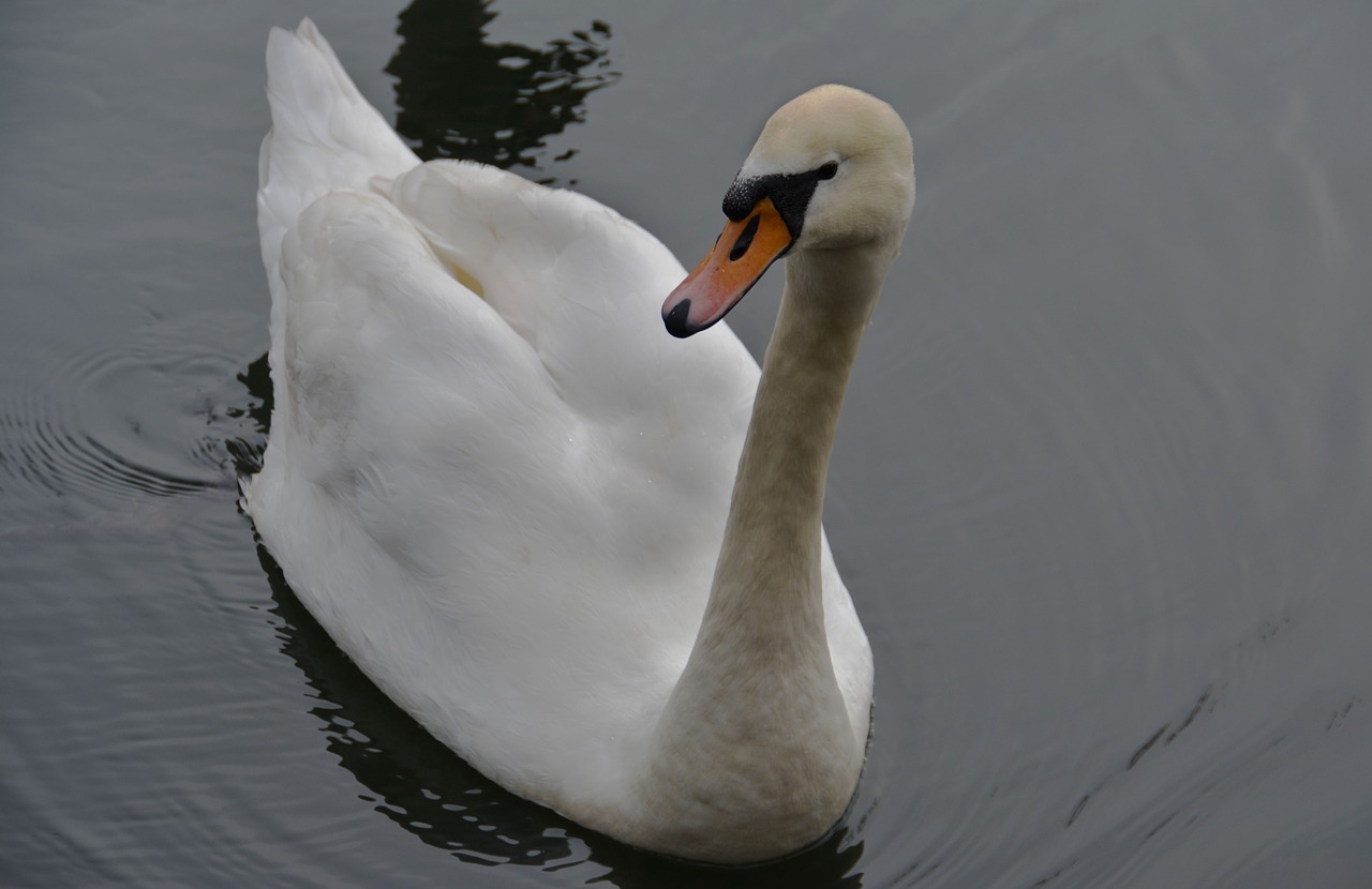 swan bird river free photo