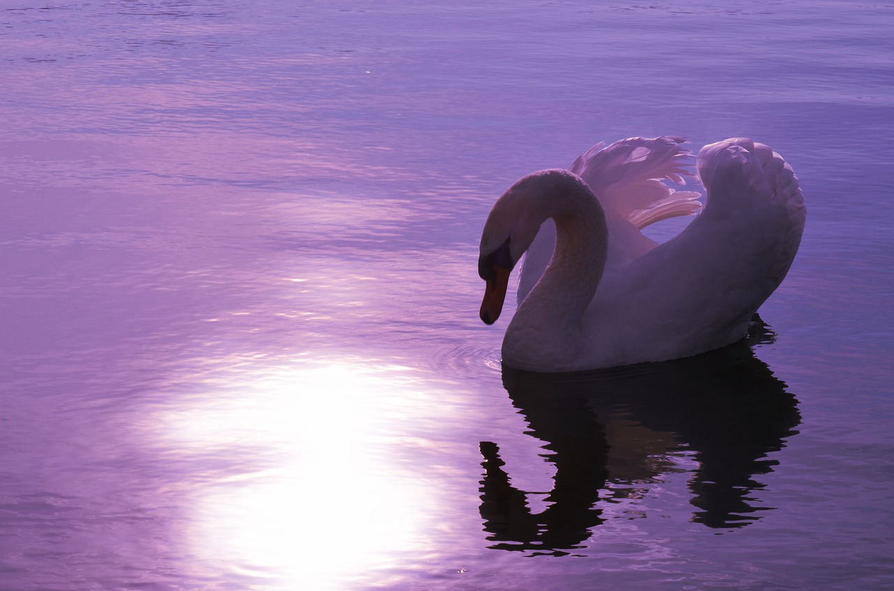 swan lake bird free photo