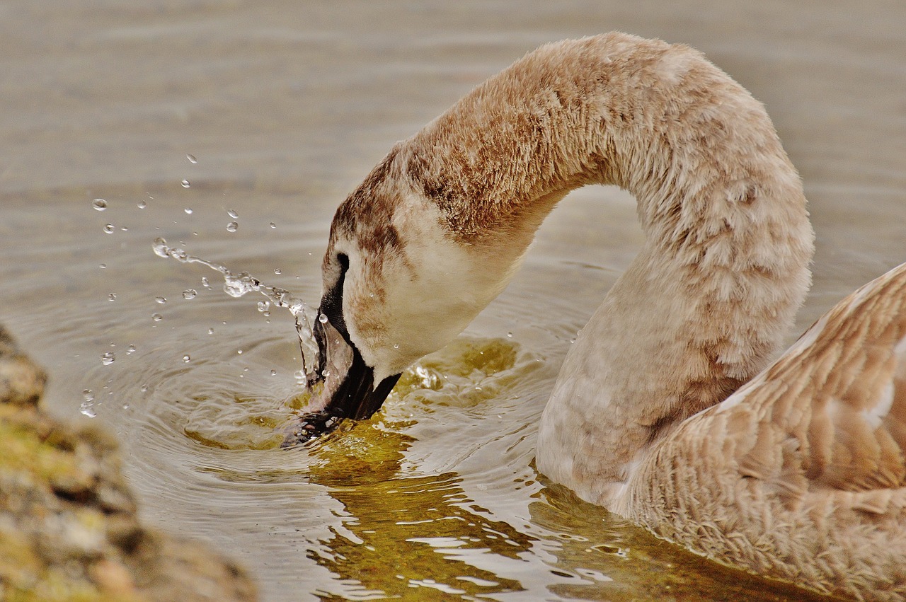 swan water bird animal world free photo