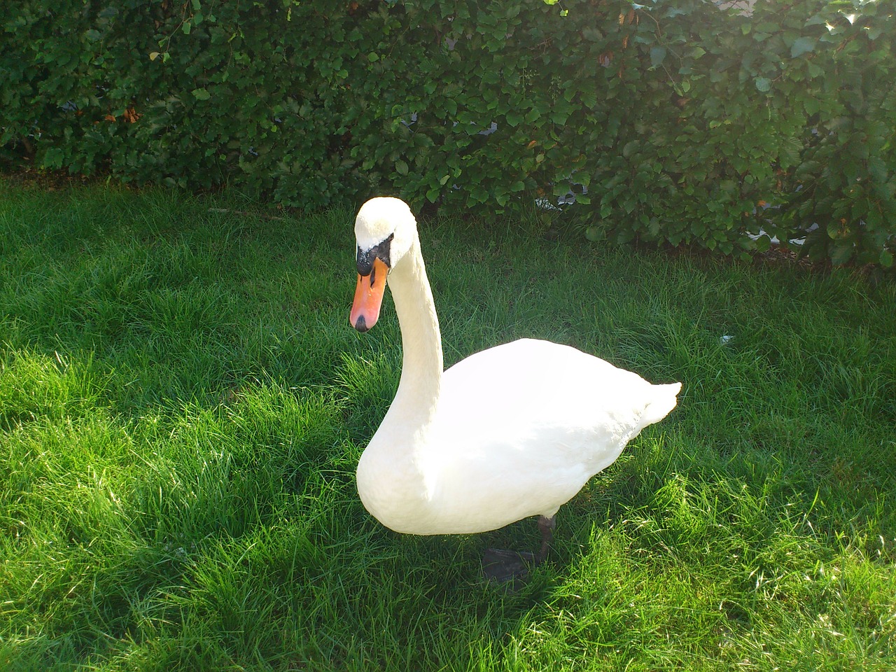 swan bird animals free photo