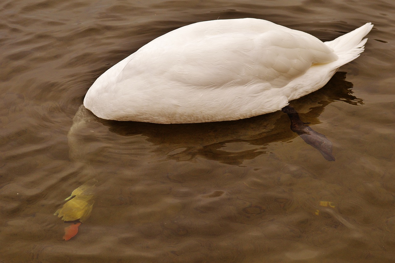 swan water bird underwater free photo