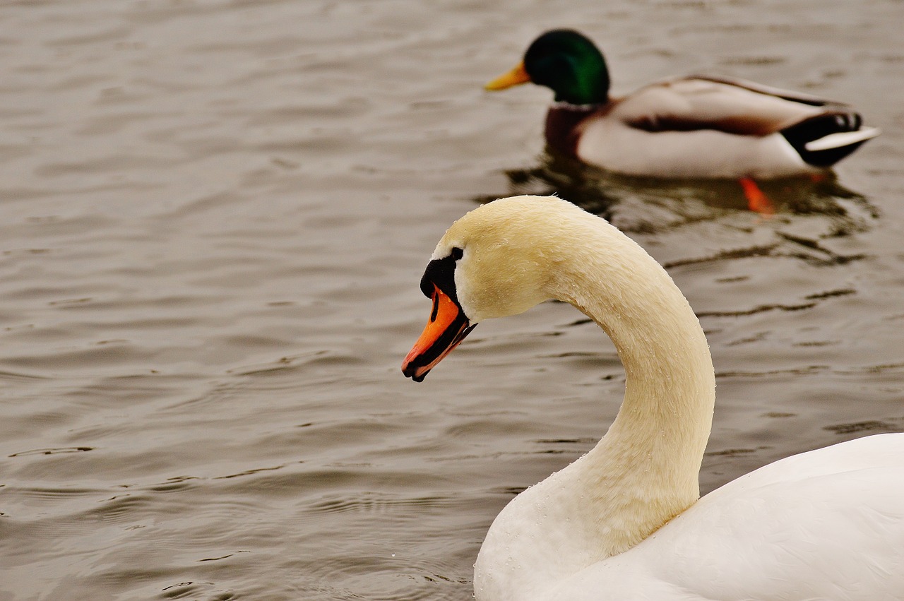 swan duck swim free photo