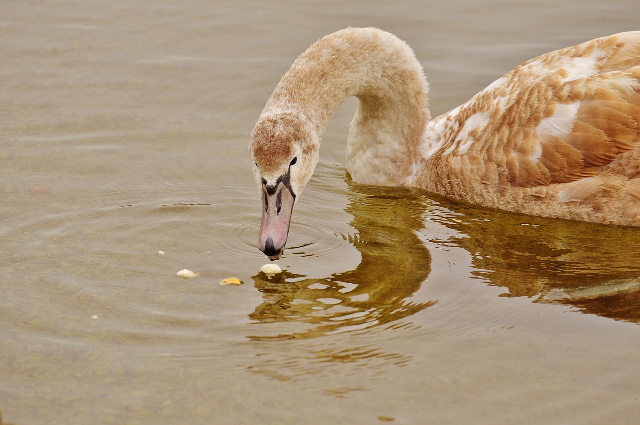 swan water bird animal world free photo