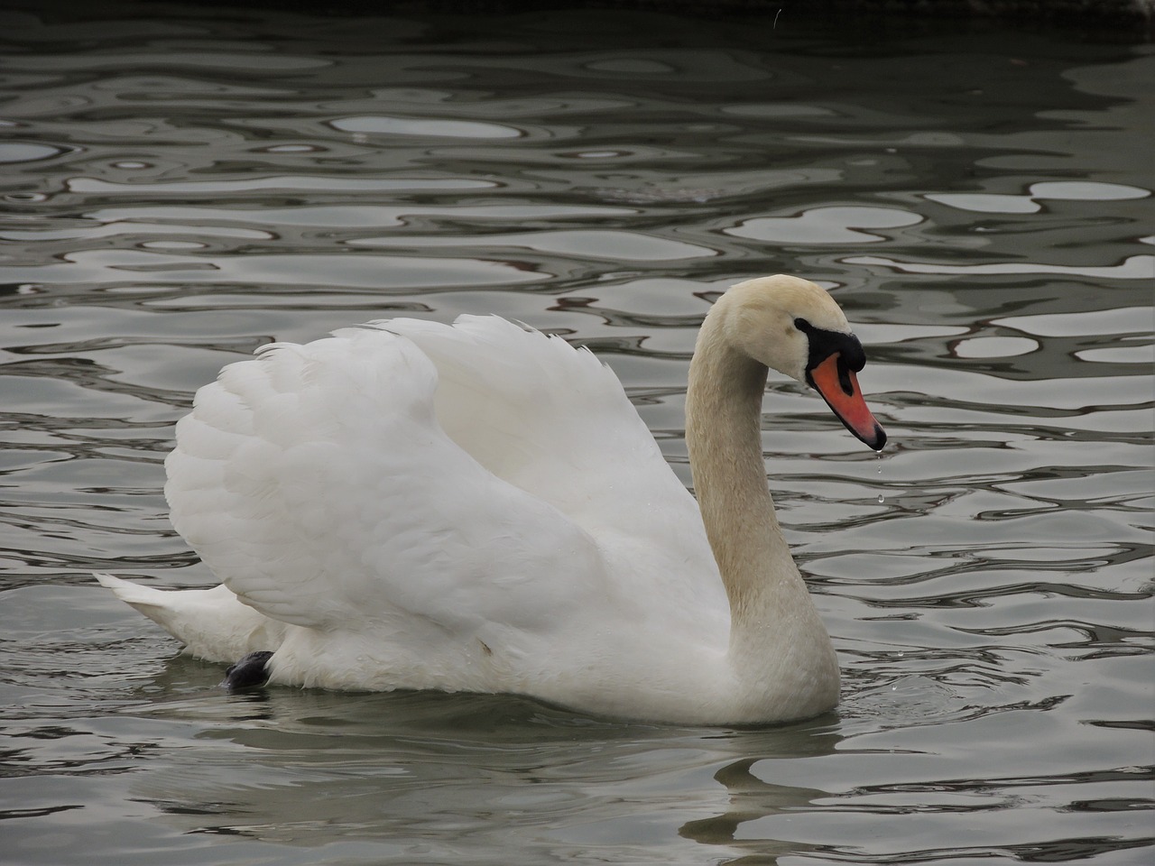 swan white bird free photo