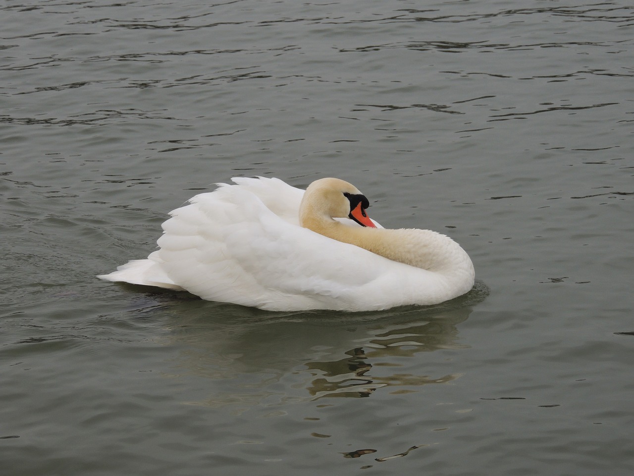 swan white bird free photo