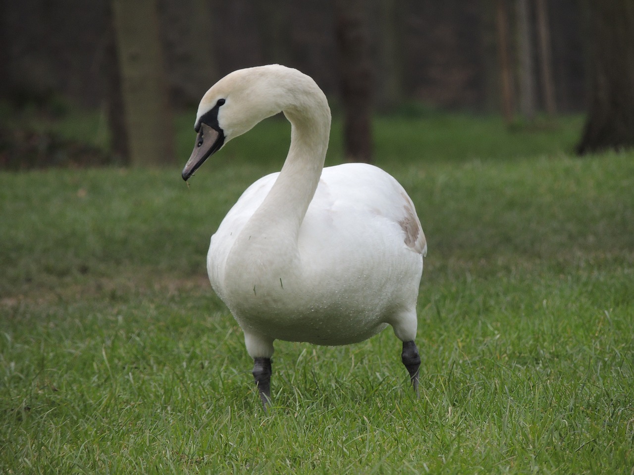 swan white bird free photo