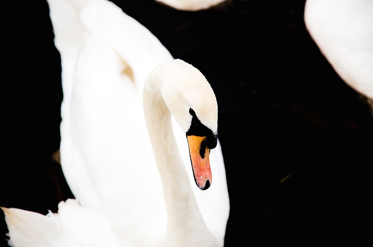 swan anatidae bird free photo