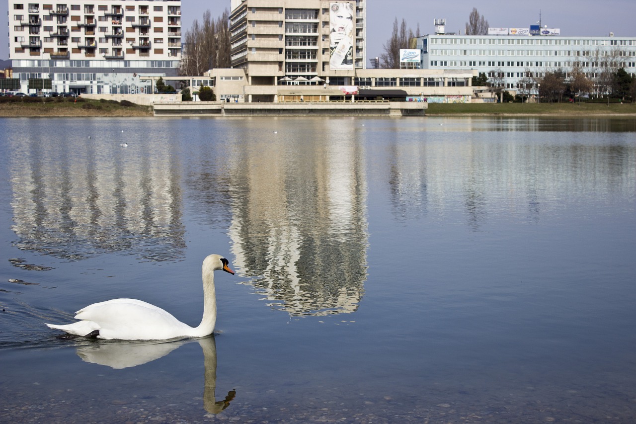 swan lake city free photo