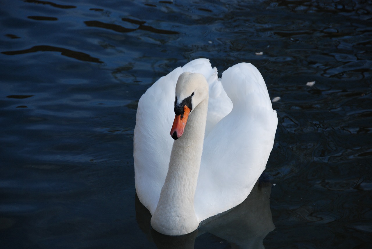 swan bird water free photo