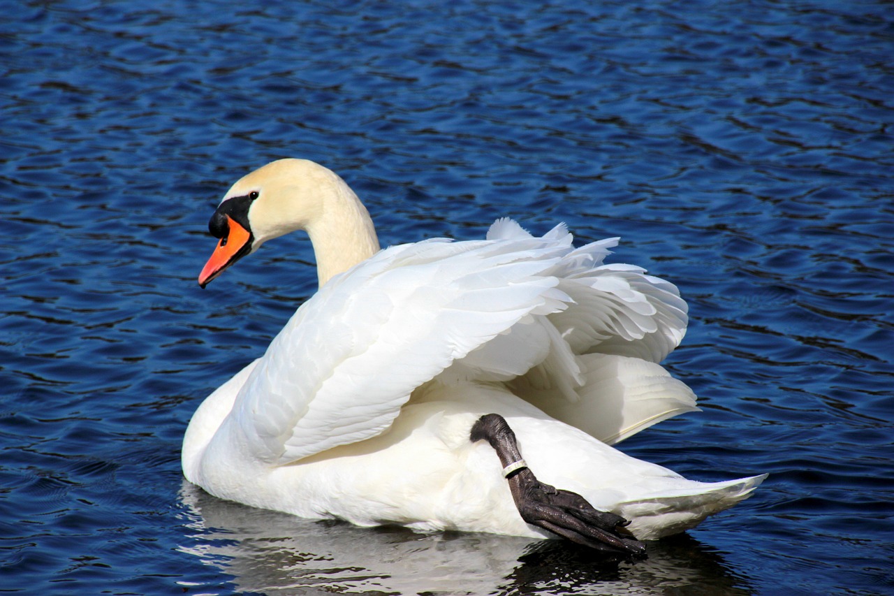 swan mute swan cygnus olor free photo