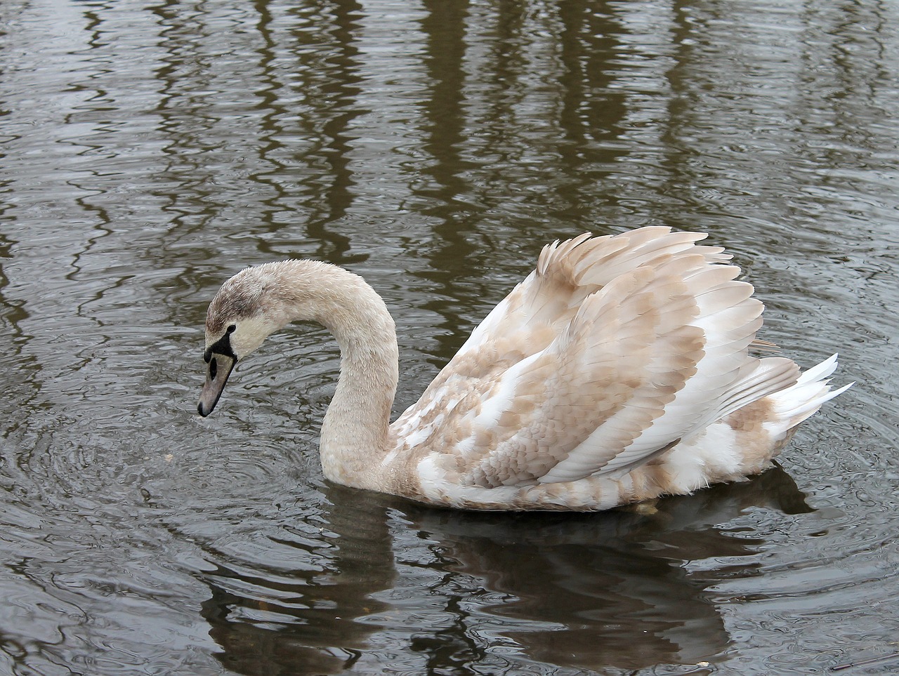 swan young swimming birds free photo