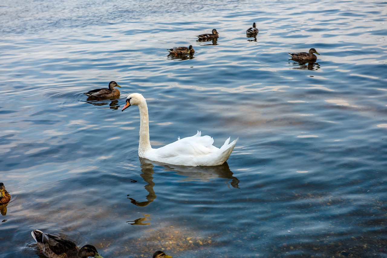 swan water white free photo