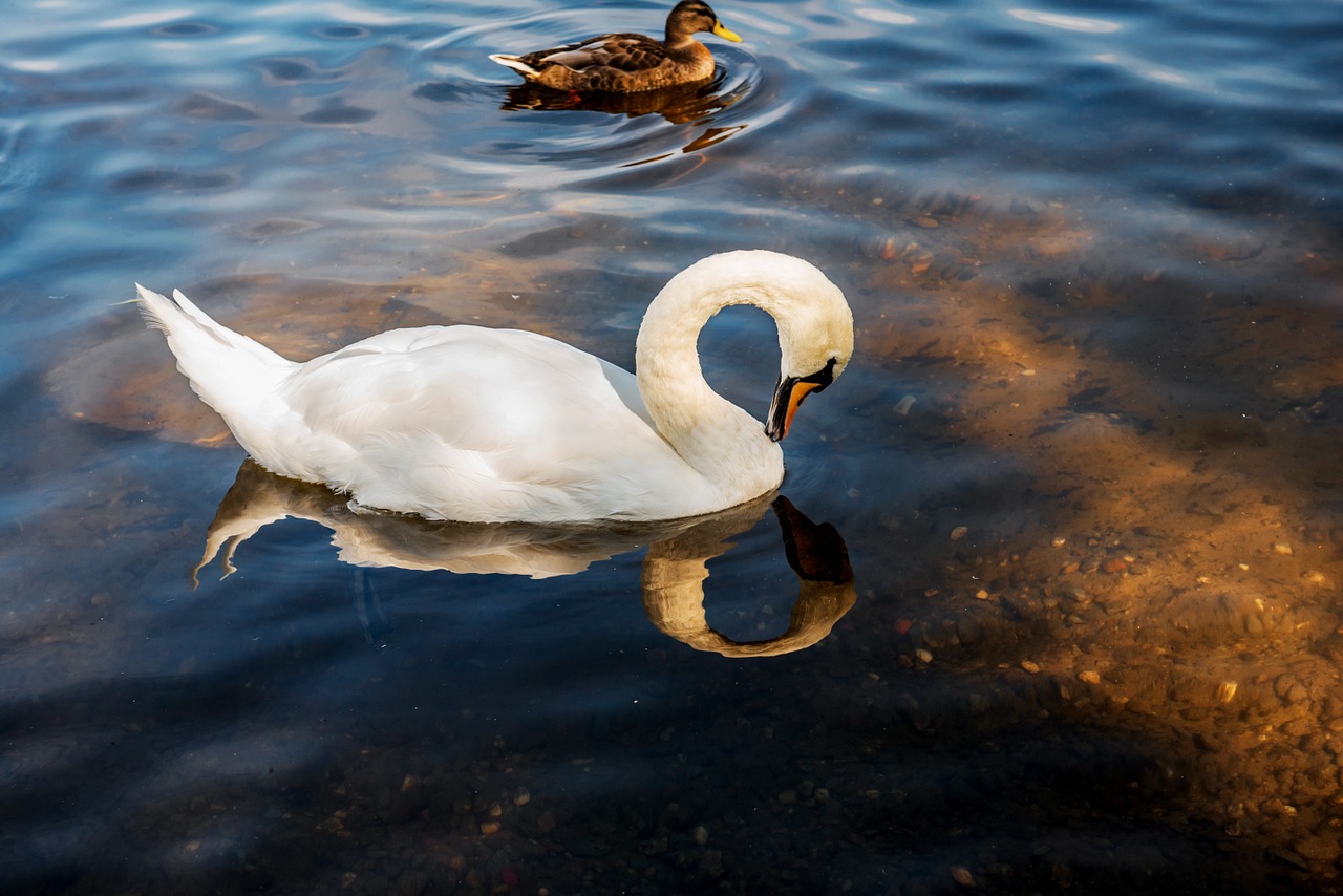 swan water white free photo