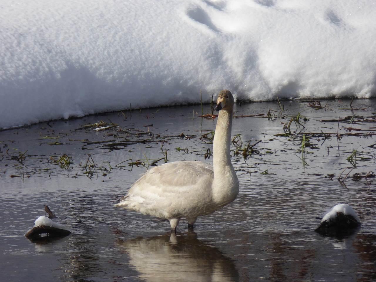 swan bird raufoss free photo