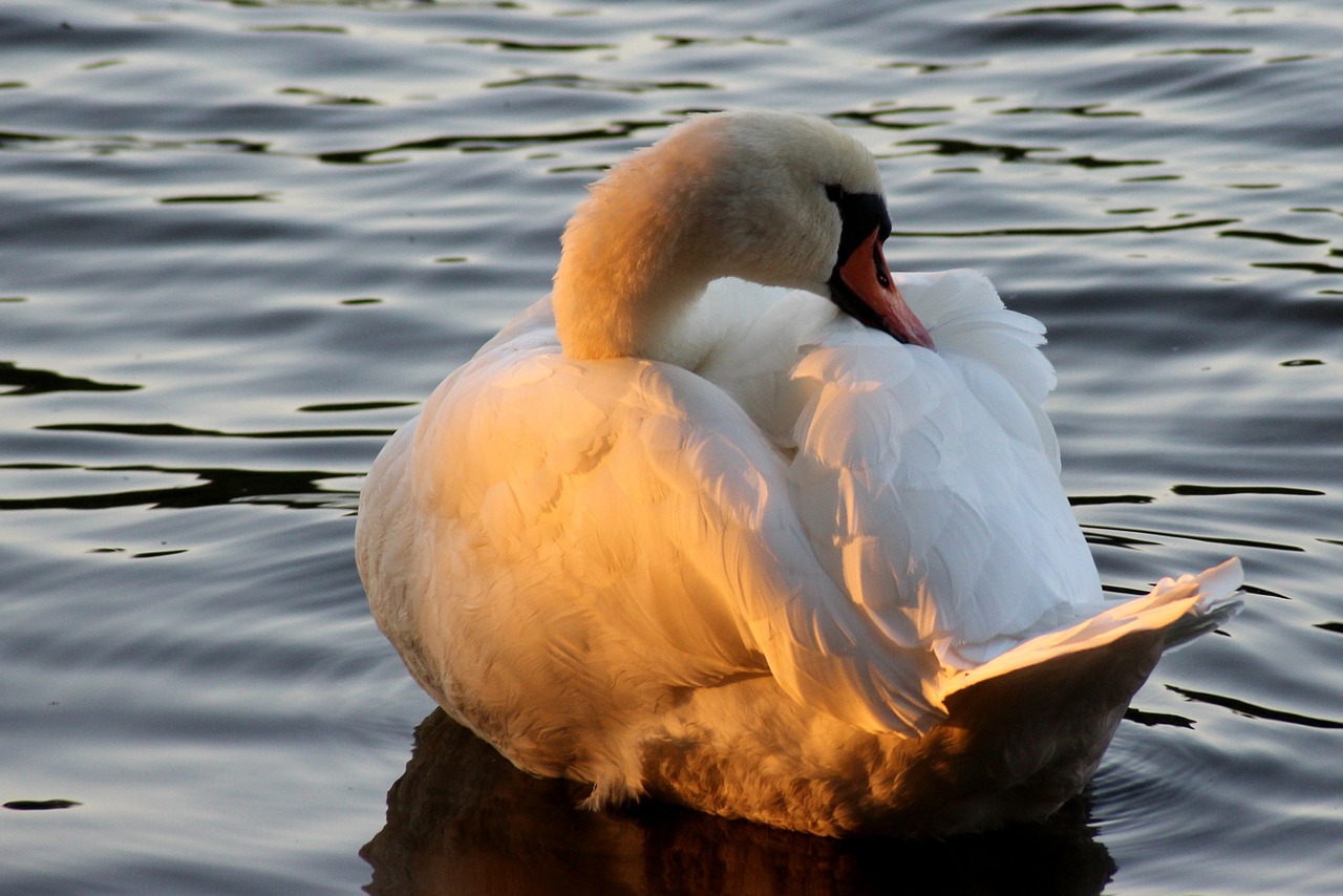 swan water sunset free photo