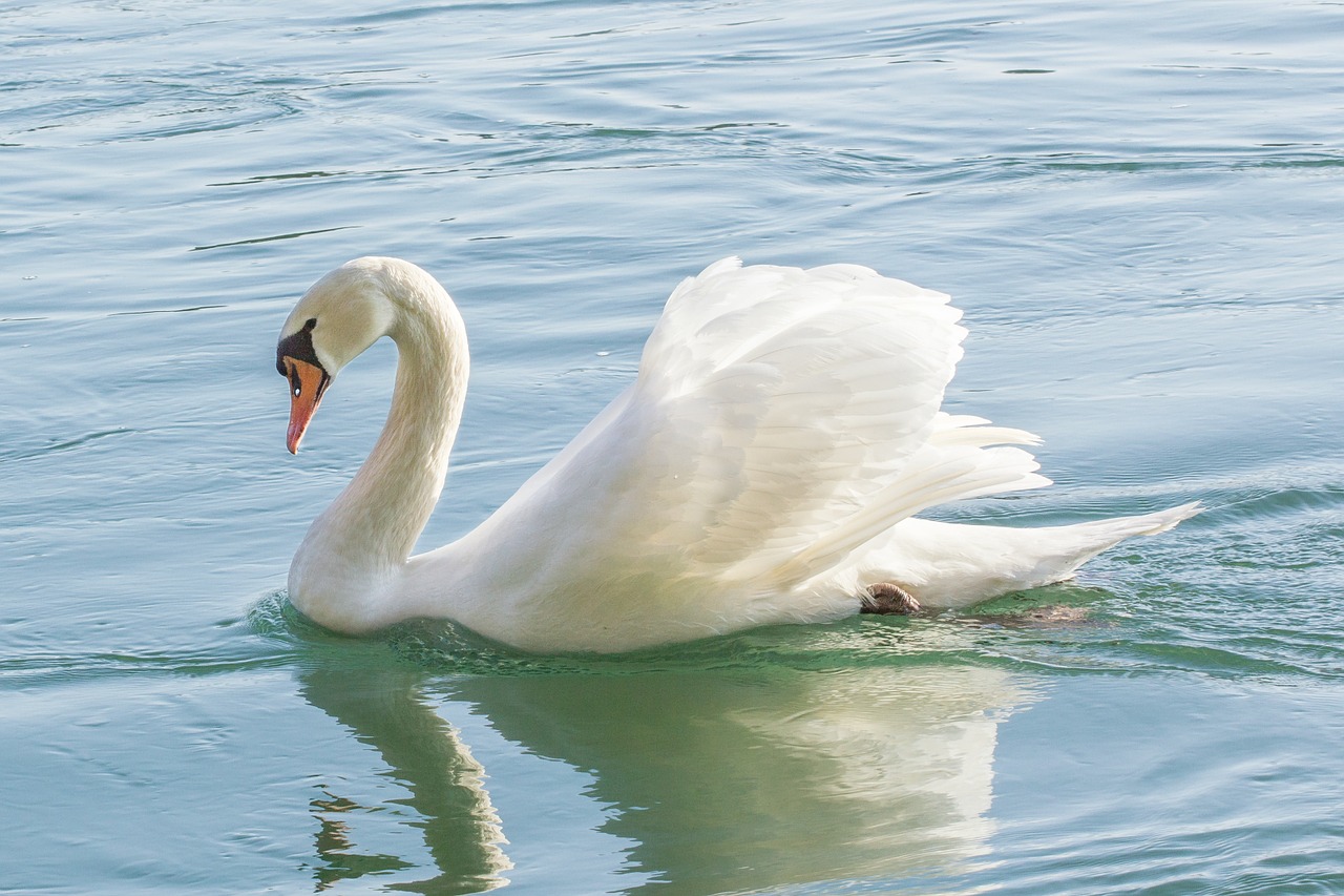 swan nature river free photo