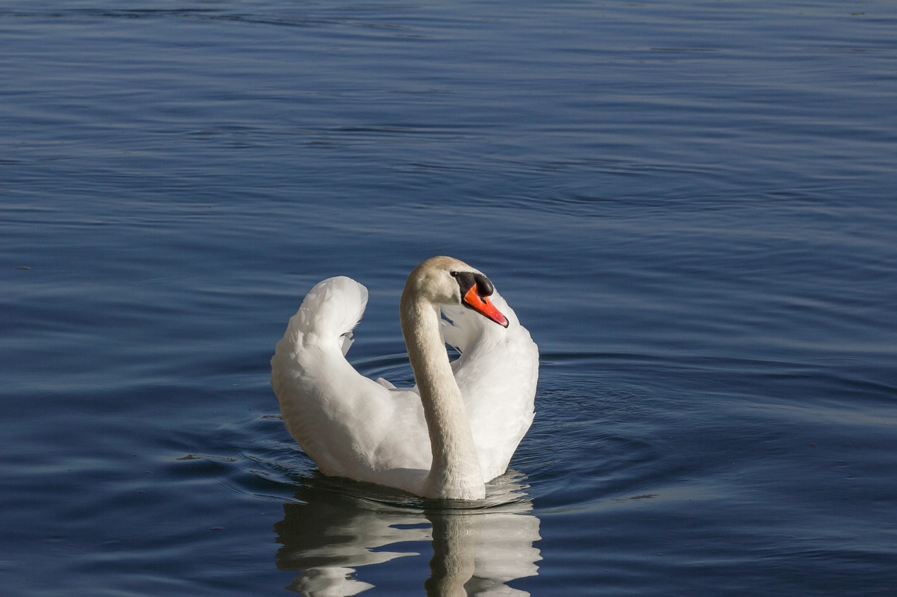 swan nature animal free photo