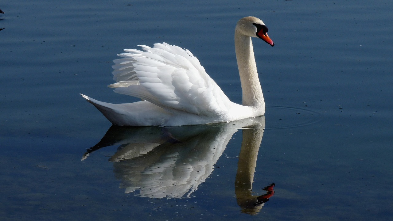 swan water mirroring free photo