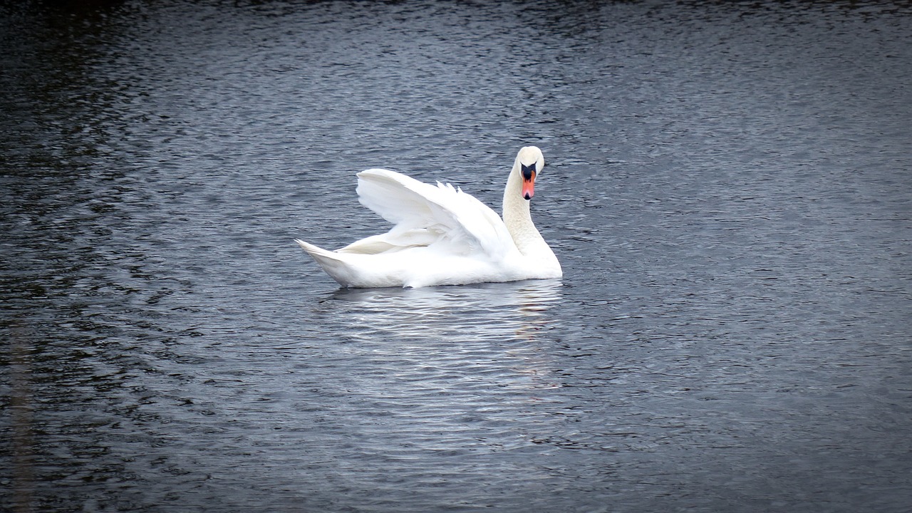 swan water bird swans free photo