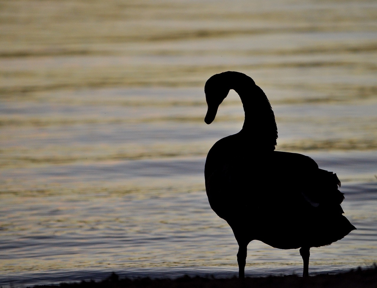 swan silhouette bird free photo