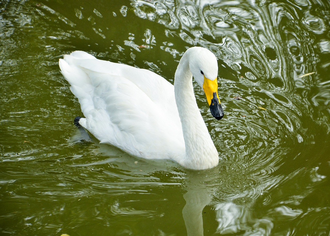 swan bird zoo free photo