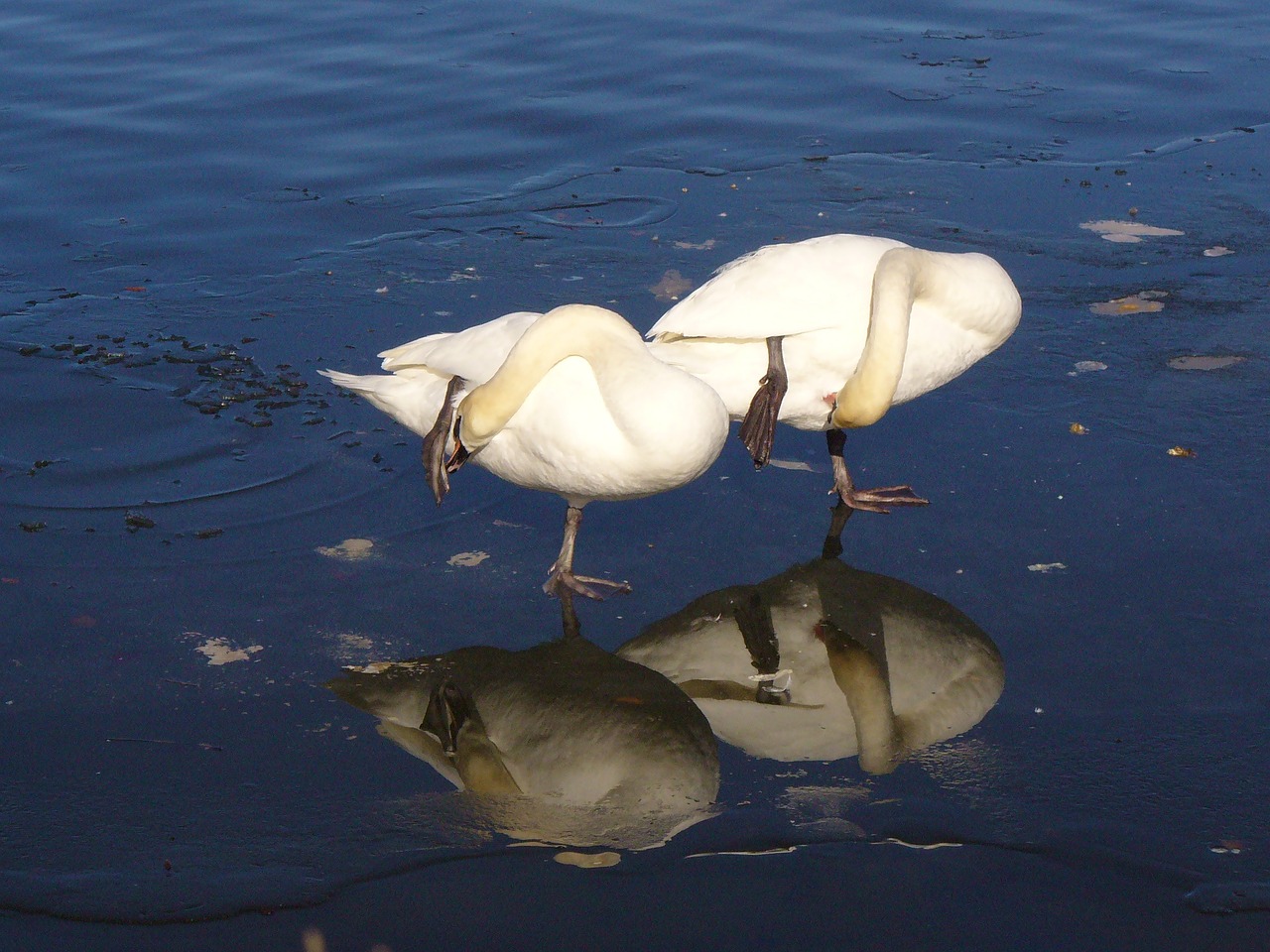 swan ice bavaria free photo