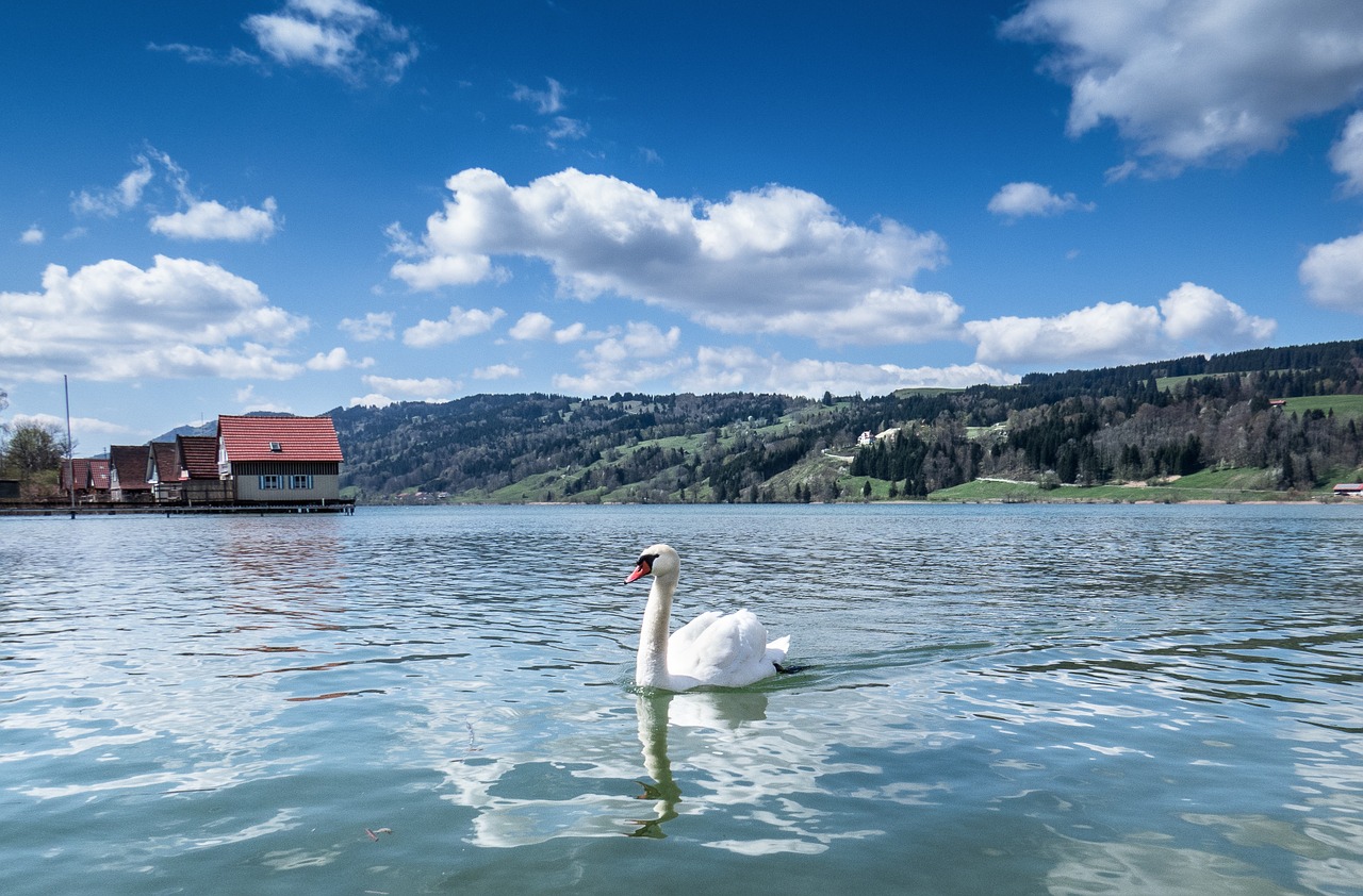 swan waterfowl white free photo