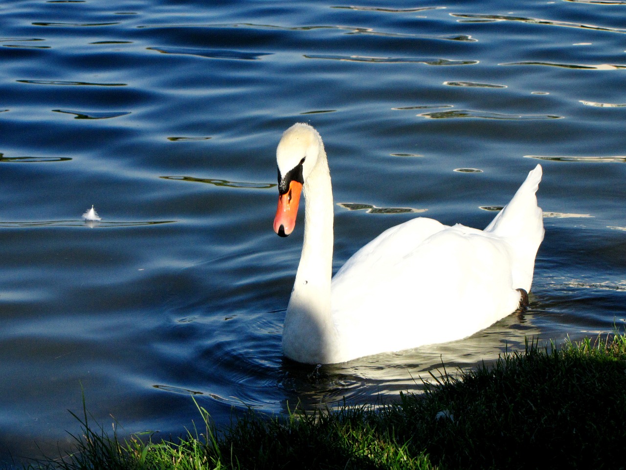 swan water beak free photo