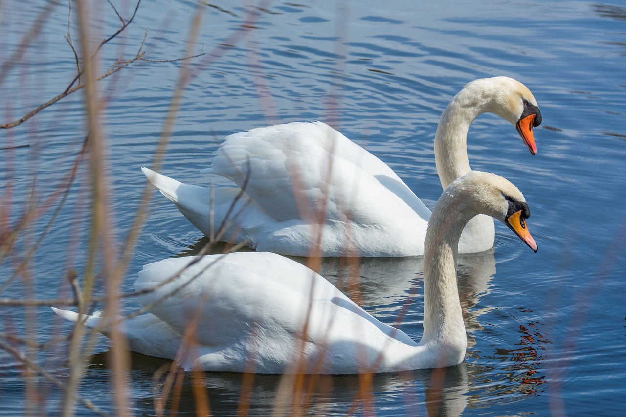 swan water bird free photo