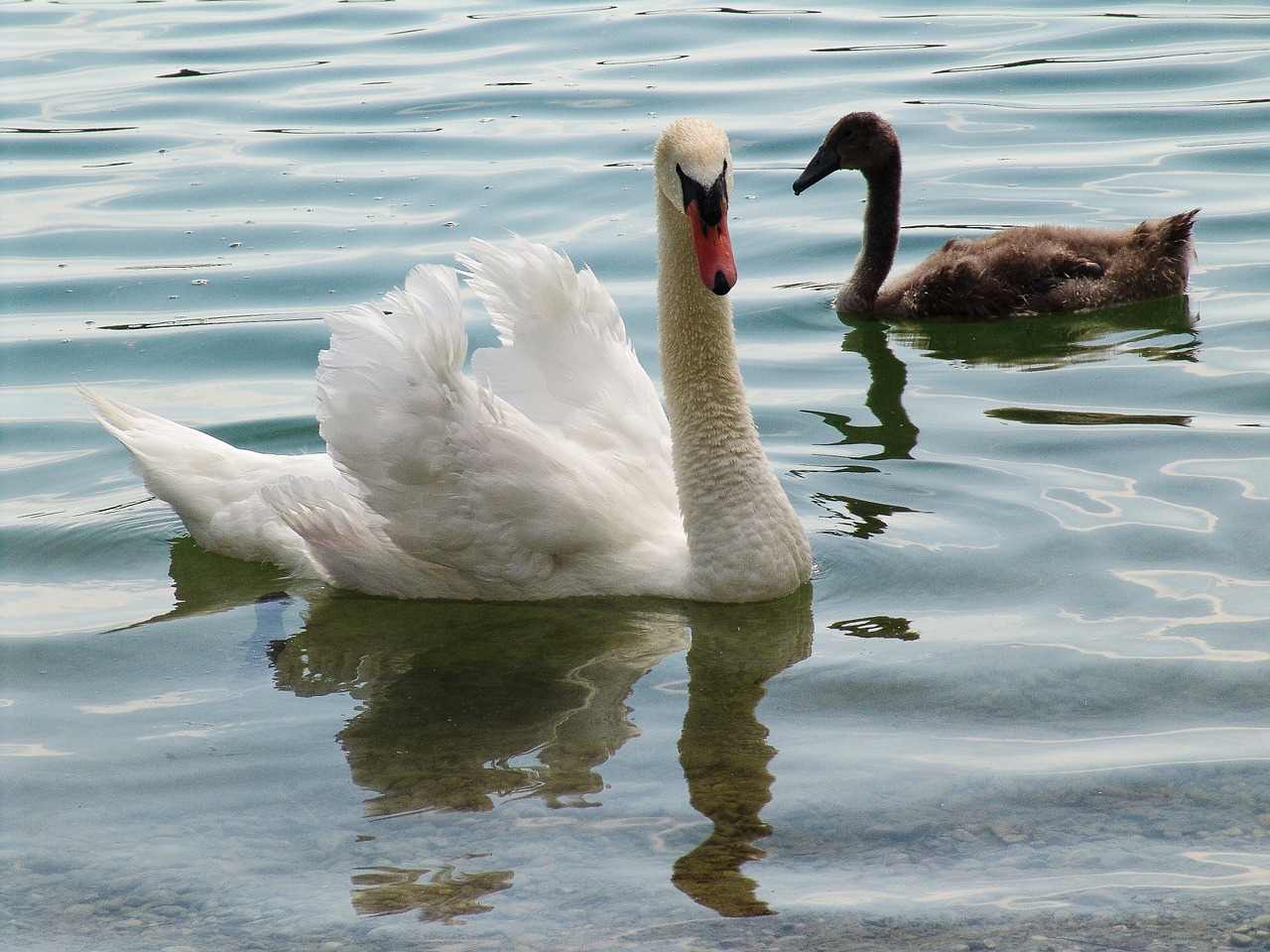 swan swans waters free photo