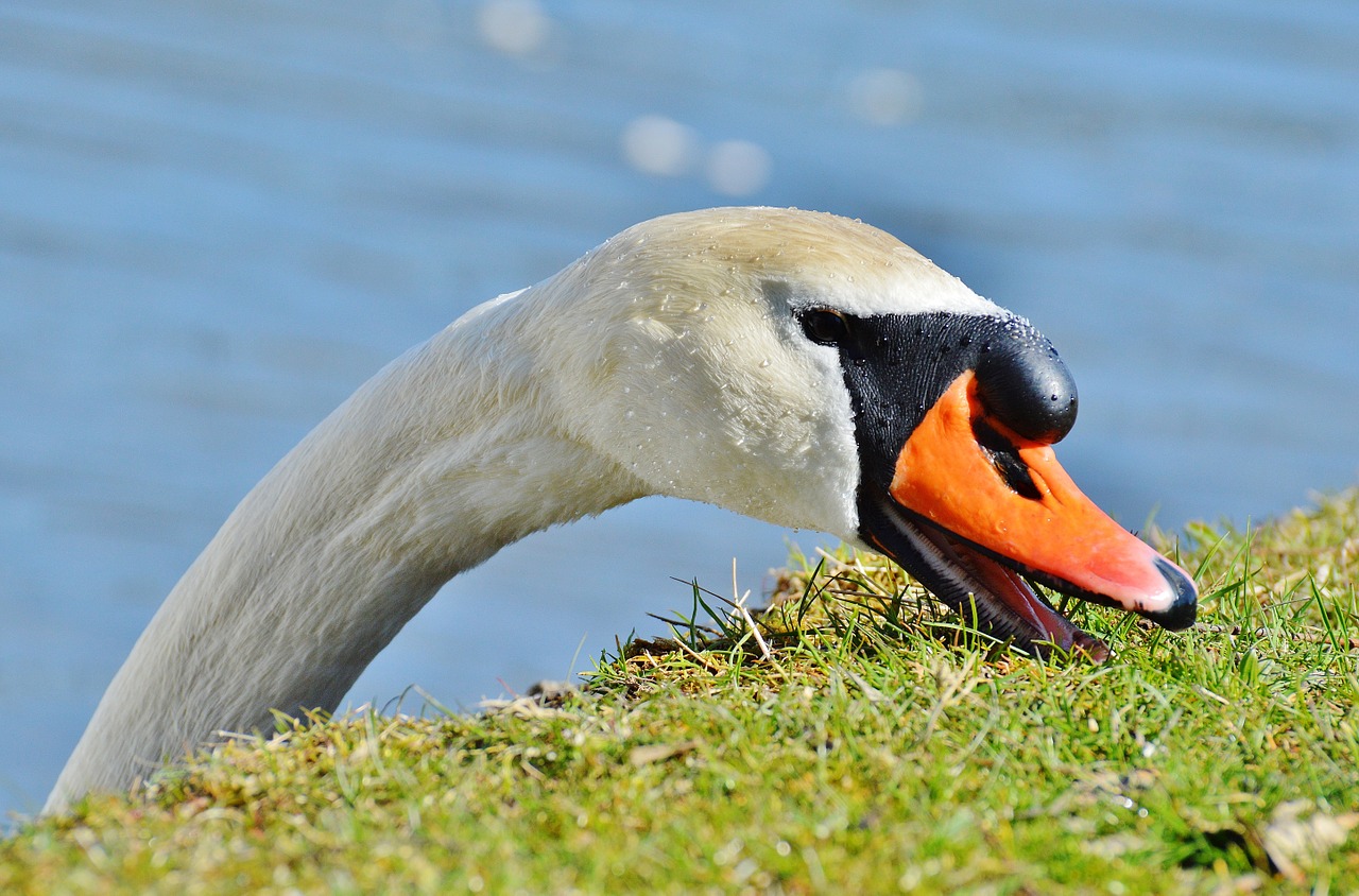 swan water bird animal world free photo